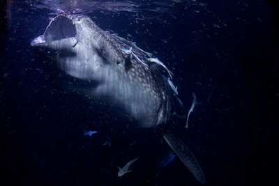 Whale Shark Eating